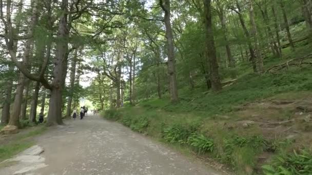 Természetes Ösvény Glendalough Erdő — Stock videók