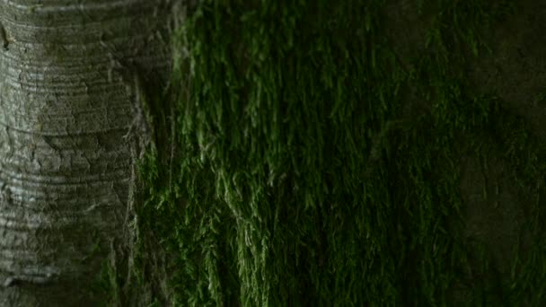 Filmato Albero Verde Muschio — Video Stock