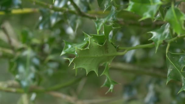 View Green Holly Leaves — Stock Video