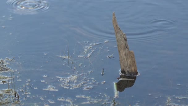 Stück Holz Kommt Aus Dem Wasser — Stockvideo