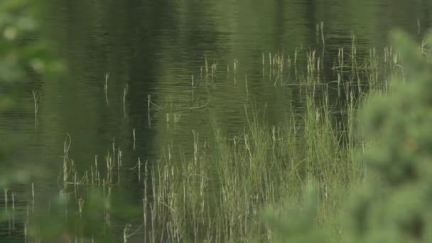 Suyun Içinde Reed Dalları — Stok video