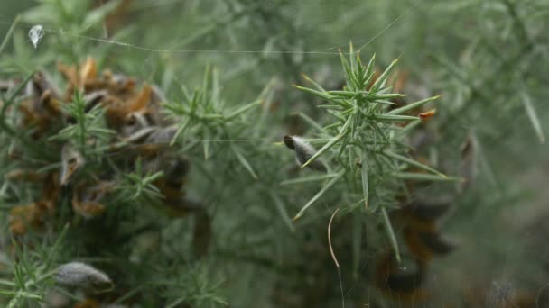 Nadelblätter Mit Spinnweben — Stockvideo