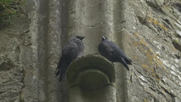 Blick Auf Zwei Schwarze Raben — Stockvideo