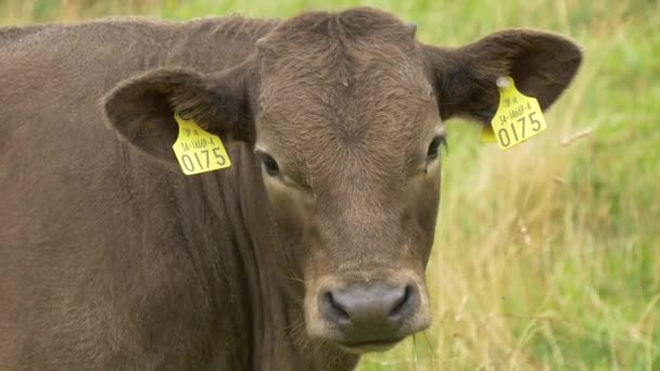 Vache Avec Des Étiquettes Oreille — Video