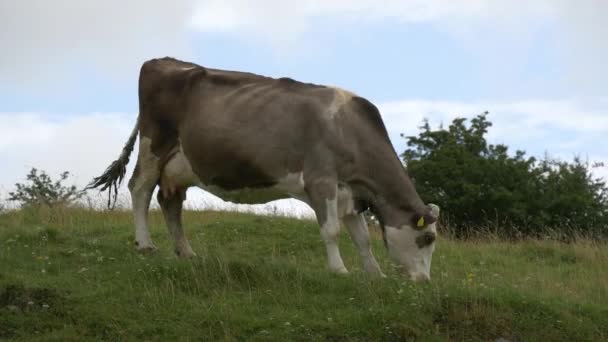 Kuh Weidet Auf Einem Feld — Stockvideo