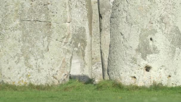 Close Pedras Grama — Vídeo de Stock