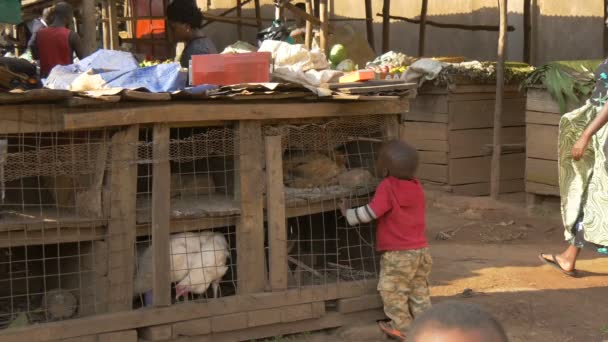 Afrykańskie Dziecko Oglądające Kurczaki Targu — Wideo stockowe