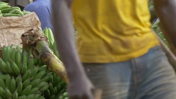 Footage Uganda Lifestyle Close View Green Bananas — стоковое видео
