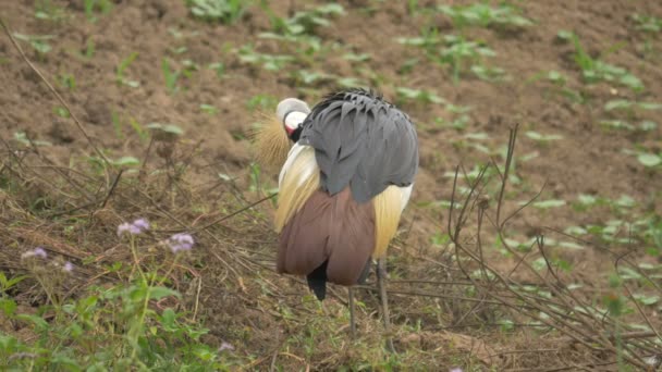 Gru Crested Pulizia Sue Piume — Video Stock