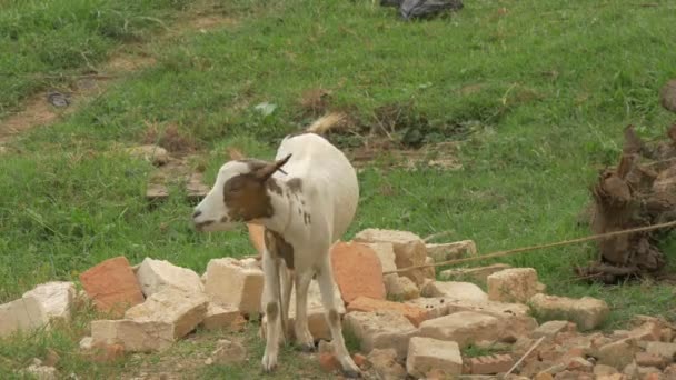 Imagens Bode Bleating — Vídeo de Stock