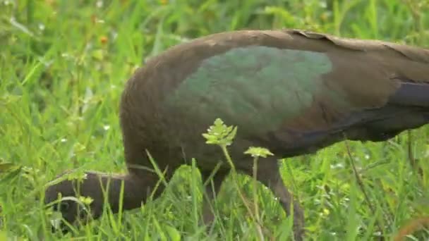 Close View Bird Eating Grass — Stock Video