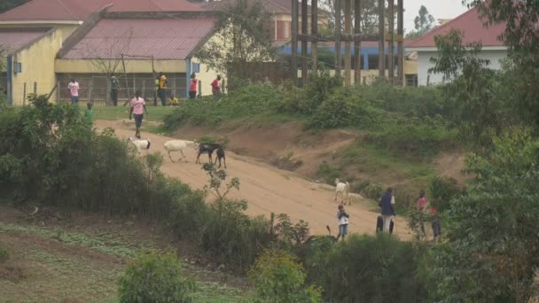 Menschen Und Ziegen Auf Einer Straße Afrika — Stockvideo