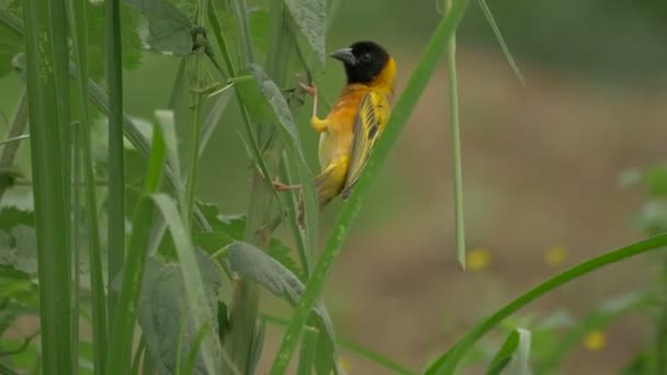 Yellow Bird Flying Away Twig — Stock Video