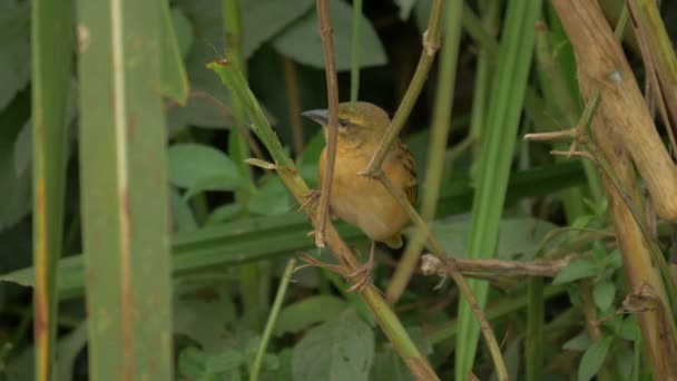 Vogel Een Twijgje — Stockvideo