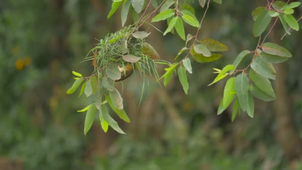 Metraje Aves Cerca Del Nido — Vídeos de Stock