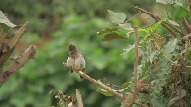 Fluffed Uccello Pulizia Sue Piume — Video Stock