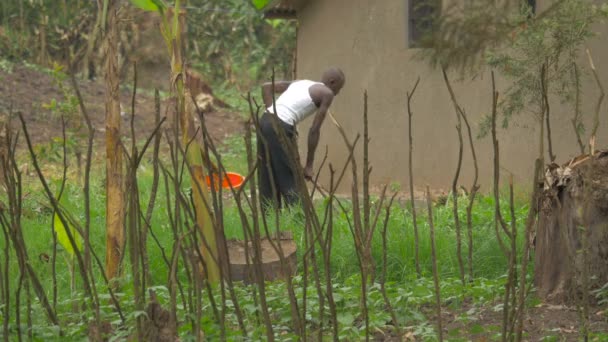 Imagens Homem Africano Raking — Vídeo de Stock