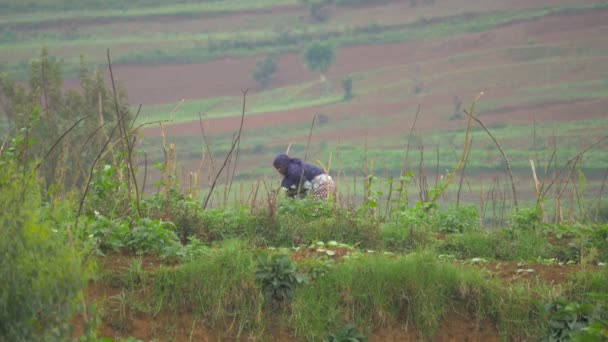 Mujer Africana Recogiendo Plantas — Vídeos de Stock