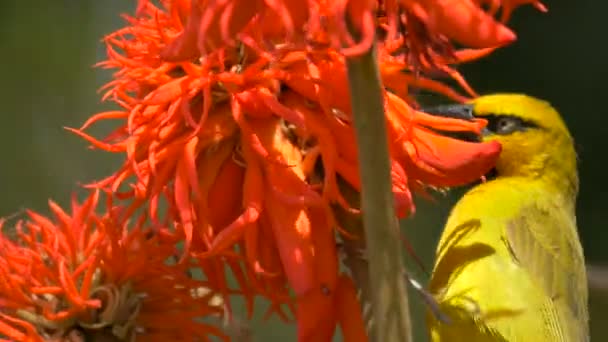 Желтая Птица Ест Апельсиновые Лепестки — стоковое видео
