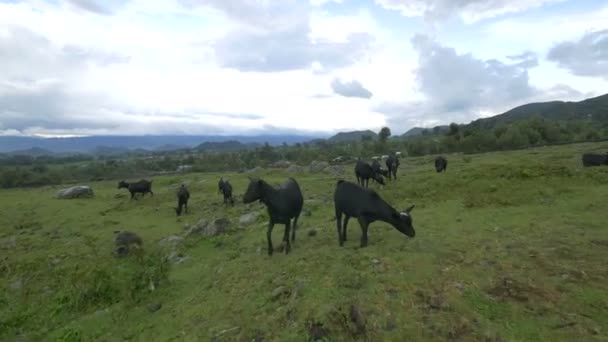 在岩石牧场上吃草的黑山羊 — 图库视频影像