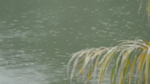 Yağmur Sırasında Göl Video — Stok video