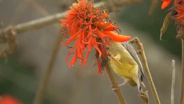 Oiseau Jaune Debout Sur Une Fleur Orange Séchée — Video