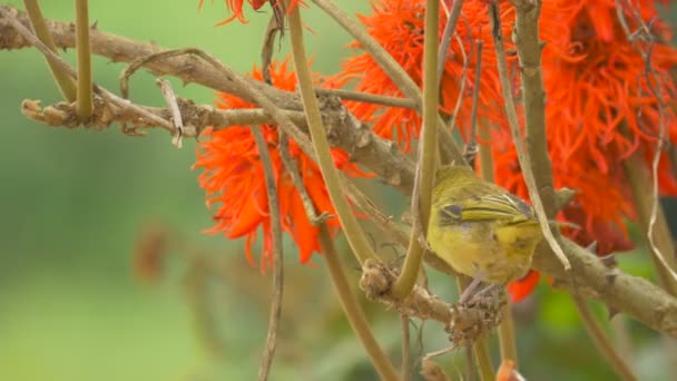 Pájaro Amarillo Pie Sobre Una Ramita — Vídeos de Stock