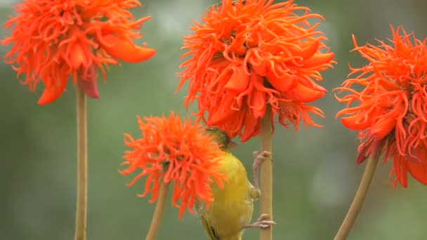 鸟食橙花 — 图库视频影像