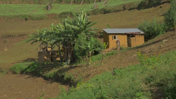 Hütte Und Palmen Auf Einem Feld Afrika — Stockvideo