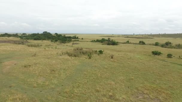 Vista Aérea Sabana Masai Mara — Vídeo de stock