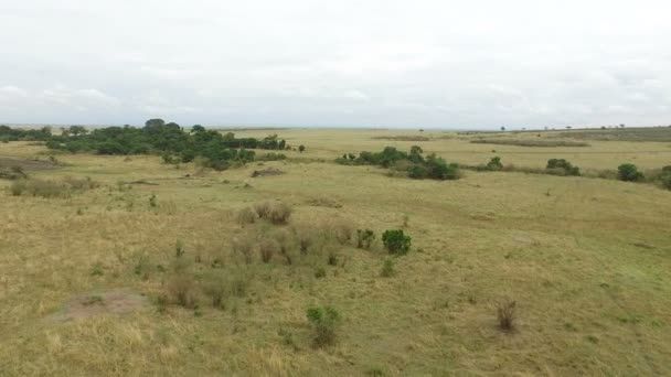 Veduta Aerea Della Savana Masai Mara — Video Stock