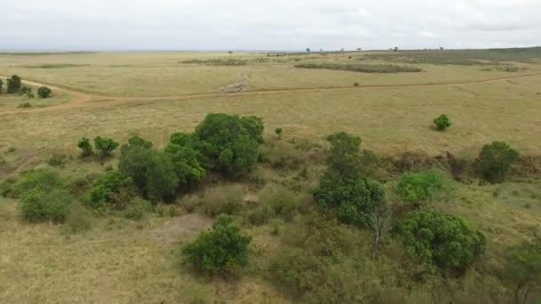 Luchtfoto Van Masai Mara — Stockvideo