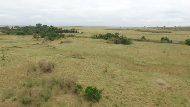 Luchtfoto Van Auto Die Rijden Een Weg Masai Mara — Stockvideo