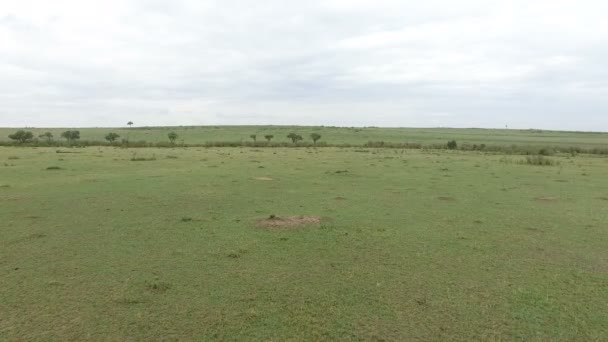 Flygfoto Över Grönt Fält Masai Mara — Stockvideo