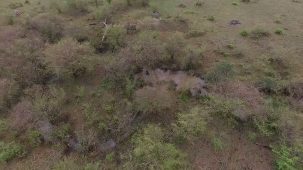 Flygfoto Zebror Och Antiloper Masai Mara — Stockvideo