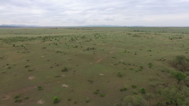 Widok Lotu Ptaka Słonie Masai Mara — Wideo stockowe