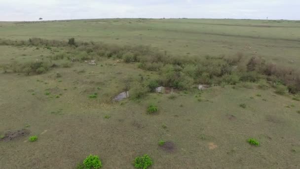 Aerial View Zebras Grazing Masai Mara — Stock Video
