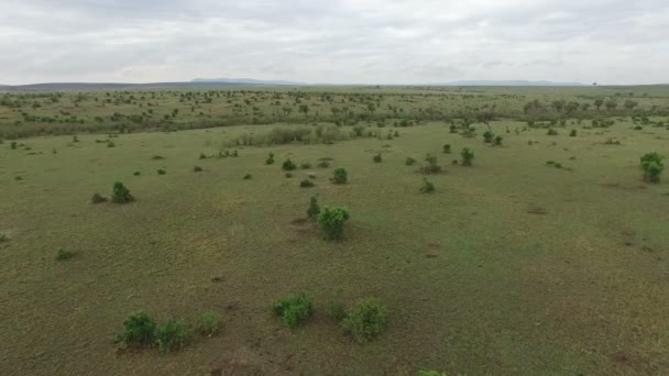 Flygfoto Ett Fält Med Träd Masai Mara — Stockvideo