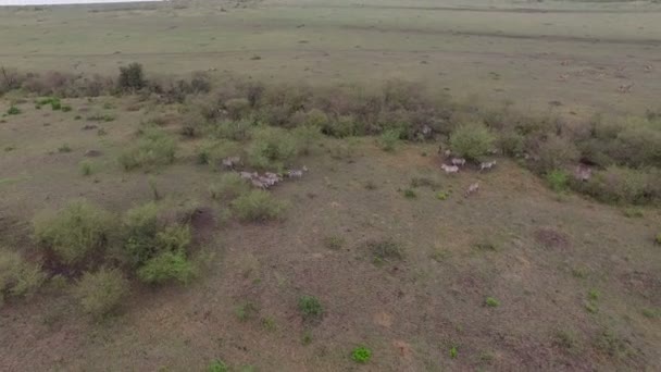 Foto Aérea Cebras Masai Mara — Vídeo de stock