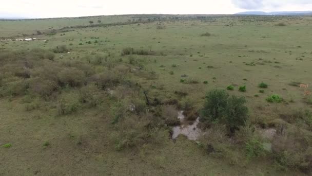 Widok Lotu Ptaka Masai Mara — Wideo stockowe