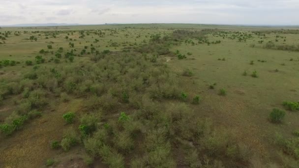 Letecký Pohled Stromy Poli Masai Mara — Stock video