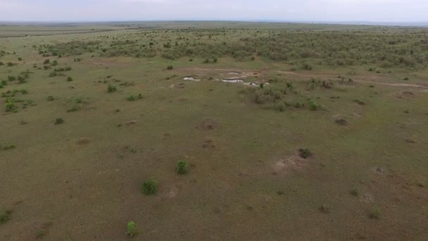 Flygfoto Träd Och Stig Ett Fält Masai Mara — Stockvideo