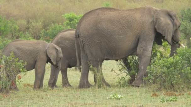 Elefant Och Två Kalvar Äter — Stockvideo