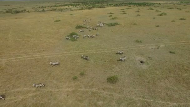 Aerial Zebras Grazing Running — Stock Video