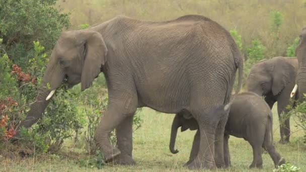 Elefante Família Comer Masai Mara — Vídeo de Stock