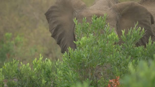 Elefante Africano Comiendo Detrás Ramas Verdes — Vídeo de stock