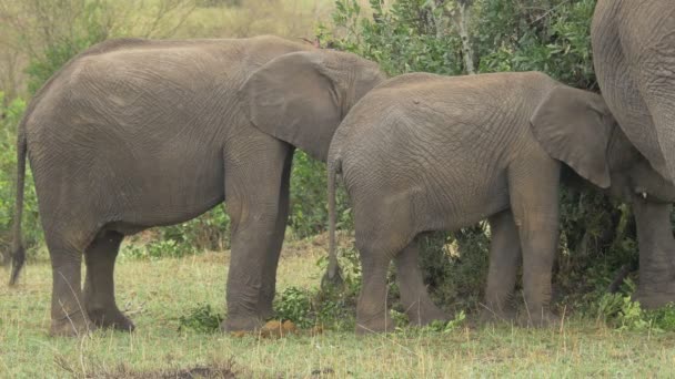 Cielęta Słonie Jedzące Masai Mara — Wideo stockowe