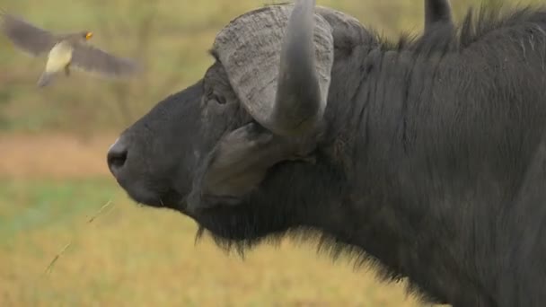 Close Van Een Afrikaanse Buffel Een Oxpecker — Stockvideo