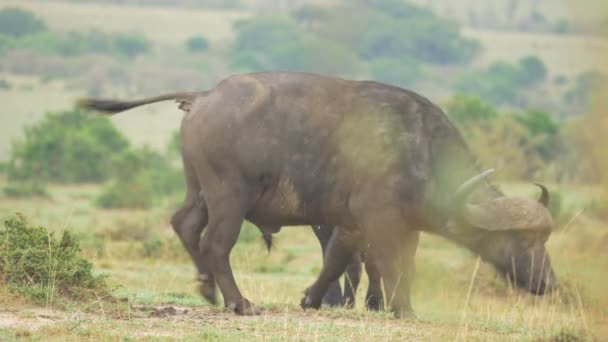 Dwa Afrykańskie Bawoły Maasai Mara — Wideo stockowe