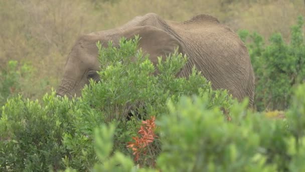 Afrikaanse Olifant Eet Achter Een Groene Struik — Stockvideo